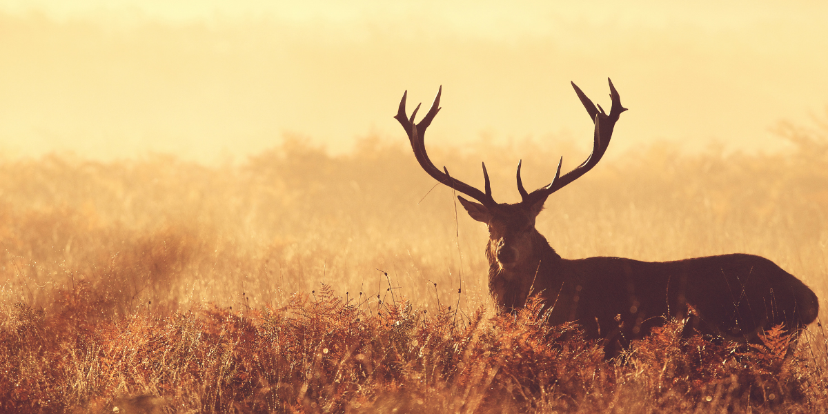 Beard Oil During Hunting Season? What to Use Instead