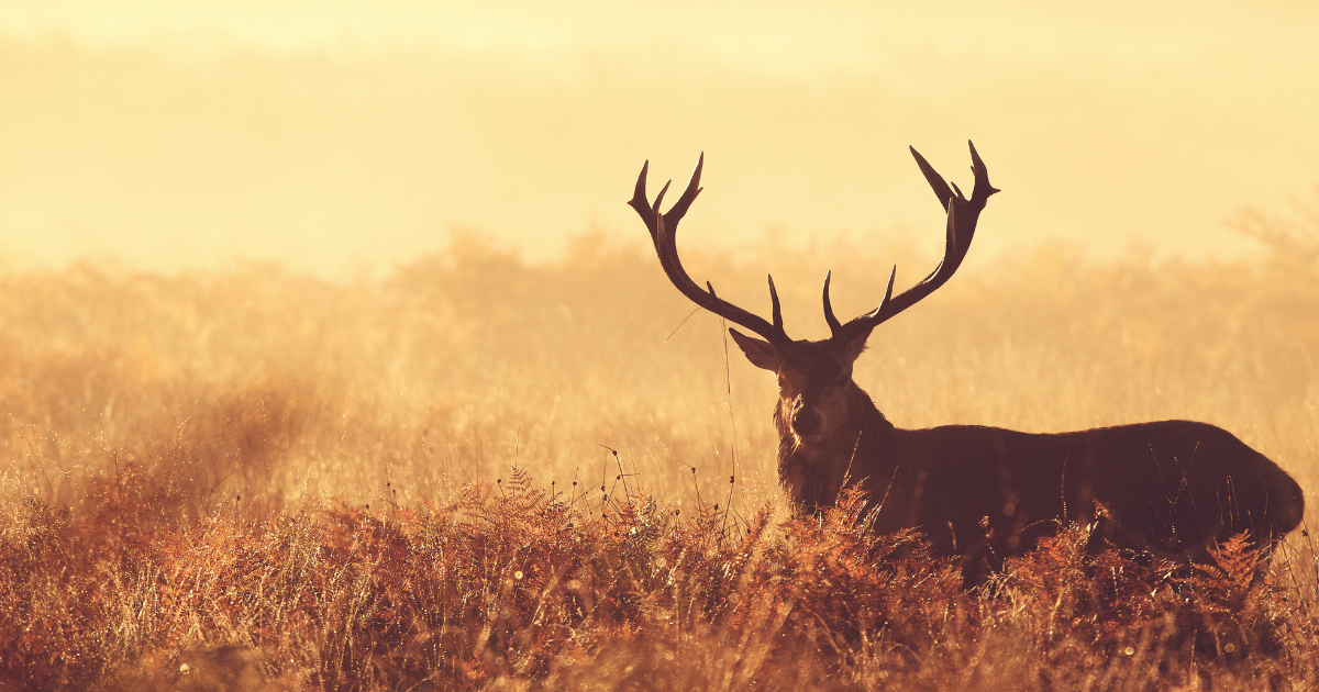 Beard Oil During Hunting Season? What to Use Instead